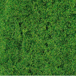 Herbes de prairie - Automne
