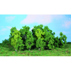 14 Arbres a feuilles 5 a 12 cm
