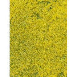 Herbes de prairie - Fleur de colza