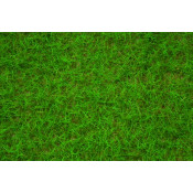 Herbe de champs - vert clair
